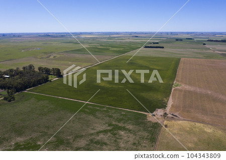 Field landscape with yellow flowers, La Pampa, Argentina 104343809