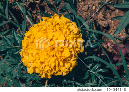 A large yellow flower on a background of greenery. A large yellow flower on a background of greenery. 104344148