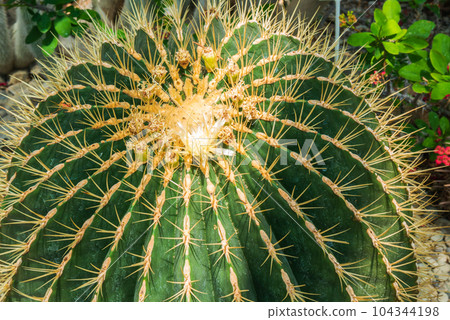 Big cactus with yellow spines, top view Big cactus with yellow spines, top view 104344198