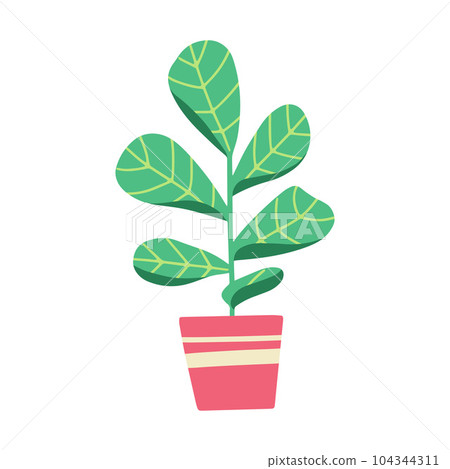 House plant in pot. Beautiful hand drawn isolated vector illustration with Fiddle-leaf fig. House plant in pot. Beautiful hand drawn isolated vector illustration with Fiddle-leaf fig. 104344311