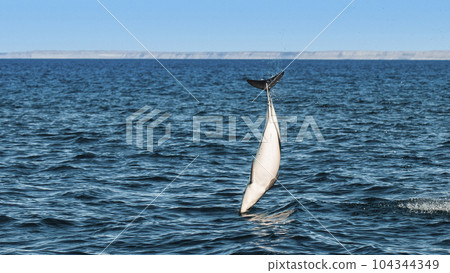 Dusky Dolphin jumping, Peninsula Valdes,Patagonia,Argentina 104344349