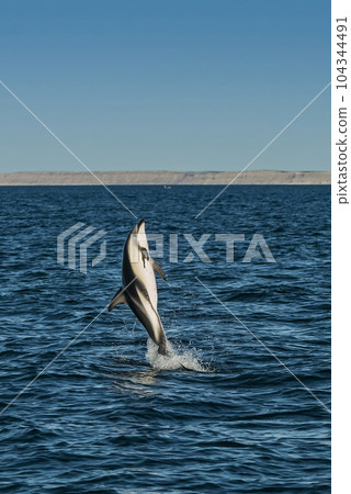Dusky Dolphin jumping, Peninsula Valdes, 104344491