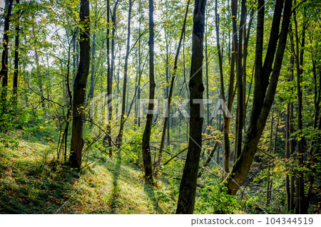 A forest overgrown on the slope of a ravine in a summer day A forest overgrown on the slope of a ravine in a summer day 104344519