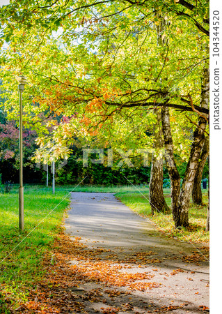 Beautiful view of the autumn park in the sunlight Beautiful view of the autumn park in the sunlight 104344520