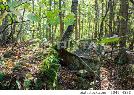 Nature monument "Urochische Chertovo Gorodische" settlement in the national park "Ugra". Russia Nature monument "Urochische Chertovo Gorodische" settlement in the national park "Ugra". Russia 104344528