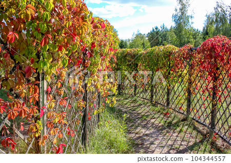 Virginia creeper or "Parthenocissus quinquefolia" leaves in the maze 104344557