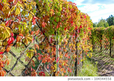 Virginia creeper or "Parthenocissus quinquefolia" leaves in the maze Virginia creeper or "Parthenocissus quinquefolia" leaves in the maze 104344558