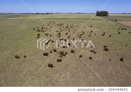 Cattle raising in pampas countryside, La Pampa province, Argentina. 104344641