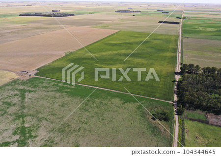 Field landscape with yellow flowers, La Pampa, Argentina 104344645