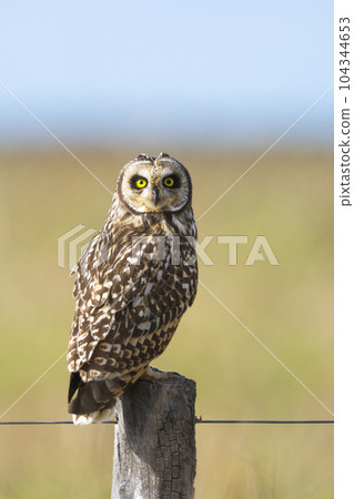 Short eared Owl, perched on a fence, Patagonia, Argentina. 104344653