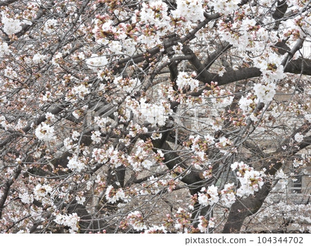 Cherry Blossoms	 104344702