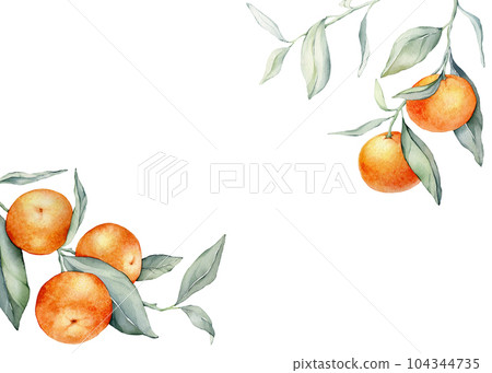 Frame with Orange Fruits. Hand drawn watercolor illustration of square Frame with citrus food and green leaves on isolated background. Border with tropical mandarins for labels or sticker. Postcard 104344735