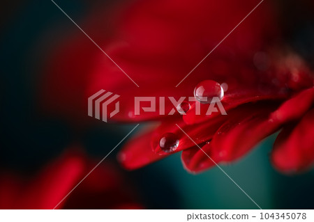 Red gerbera flower petals with water drops close up. Macro photography of gerbera flower petals with dew. 104345078
