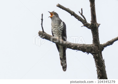 Hototogisu 棲息在白色背景的樹枝上 104345279