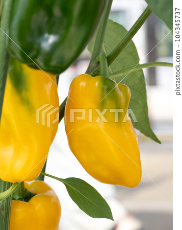 Cultivation of colored peppers Cultivation of colored peppers 104345737