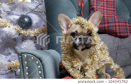 A bulldog dog lies in an armchair among many Christmas holiday toys, waiting to celebrate Christmas. A bulldog dog lies in an armchair among many Christmas holiday toys, waiting to celebrate Christmas. 104345762
