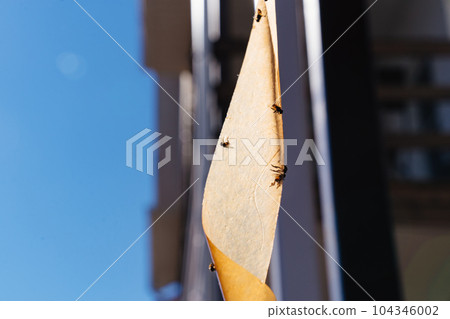 Fly adhesive tape is a convenient effective way to get rid of annoying insects Fly adhesive tape is a convenient effective way to get rid of annoying insects 104346002