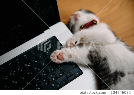 Kitten sleeping by the computer 104346083