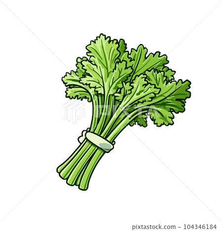 Celery hand-drawn illustration. Celery. Vector doodle style cartoon illustration Celery hand-drawn illustration. Celery. Vector doodle style cartoon illustration 104346184