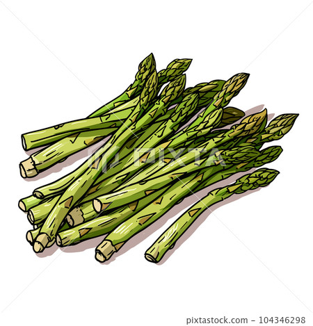 Asparagus hand-drawn illustration. Asparagus. Vector doodle style cartoon illustration 104346298