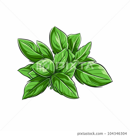 Basil hand-drawn illustration. Basil. Vector doodle style cartoon illustration Basil hand-drawn illustration. Basil. Vector doodle style cartoon illustration 104346304