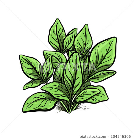 Basil hand-drawn illustration. Basil. Vector doodle style cartoon illustration Basil hand-drawn illustration. Basil. Vector doodle style cartoon illustration 104346306