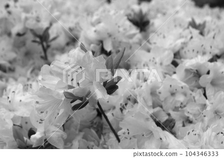 Azaleas in full bloom 104346333