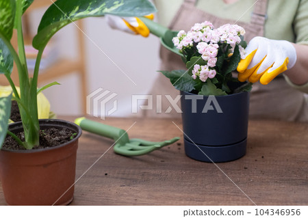 Home gardening is a fulfilling hobby that allows you to cultivate plants, tend to them with care, and watch them grow.  104346956