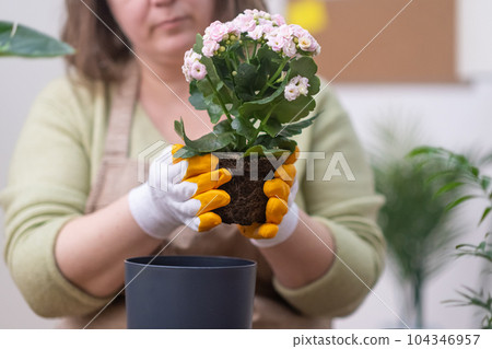 woman transplant kalanchoe plant into a new pot, ensuring proper drainage and new soil to promote growth. potted plant in hands up close. woman transplant kalanchoe plant into a new pot, ensuring proper drainage and new soil to promote growth. potted plant in hands up close. 104346957