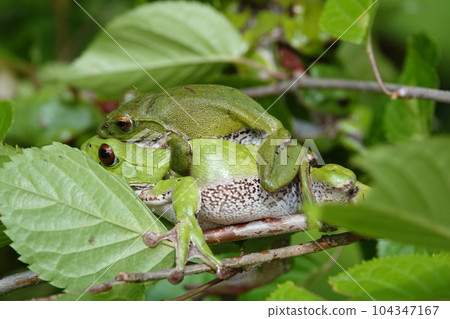 Forest green tree frog spawning up Forest green tree frog spawning up 104347167