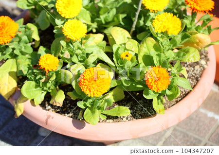 金盞花 金盞花 104347207