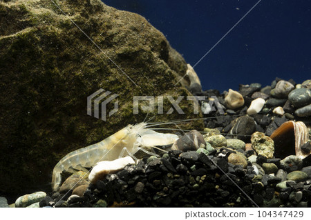 抓蝦手槍蝦 104347429