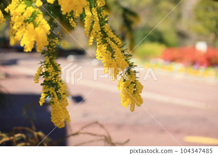 Silver leaf acacia flower 104347485