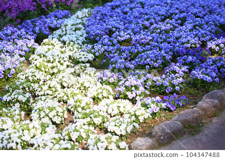 中提琴花 104347488