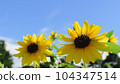 盛開的向日葵和藍天，充滿活力的盛夏向日葵，日本， 104347514