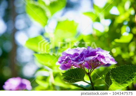 日沼自然公園的繡球花 日沼自然公園的繡球花 104347575