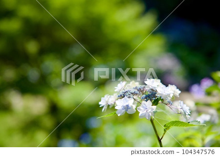 日沼自然公園的繡球花 104347576