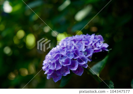 日沼自然公園的繡球花 日沼自然公園的繡球花 104347577