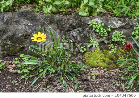 勳章菊屬 勳章菊屬 104347600