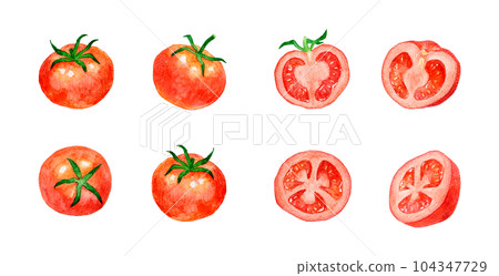 Set of red tomatoes Hand-drawn watercolor illustrations of summer vegetables 104347729