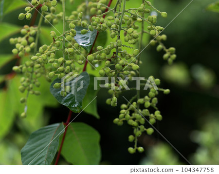 山茱萸的果實 山茱萸的果實 104347758