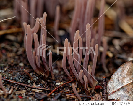 Mushroom World Murasaki Natake Mushroom Group 104347759