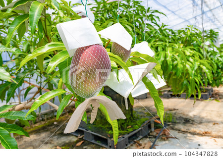 Mango field (cultivated in a greenhouse) Mango field (cultivated in a greenhouse) 104347828