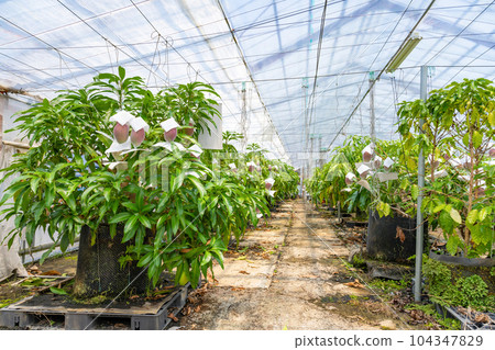 Mango field (cultivated in a greenhouse) Mango field (cultivated in a greenhouse) 104347829