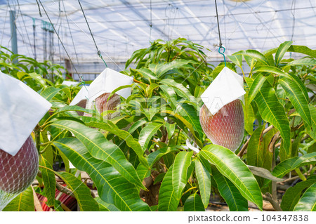 芒果田（溫室種植） 104347838