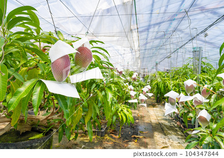 Mango field (cultivated in a greenhouse) Mango field (cultivated in a greenhouse) 104347844
