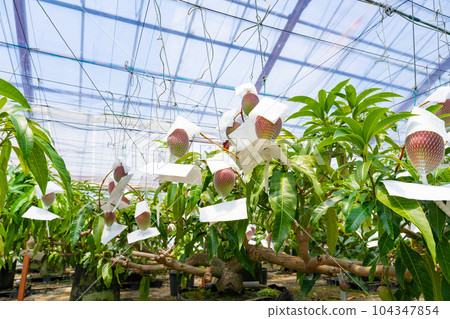 芒果田(溫室種植) 芒果田(溫室種植) 104347854