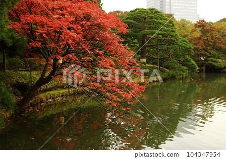 Kiyosumi Garden Red-colored wax tree 104347954