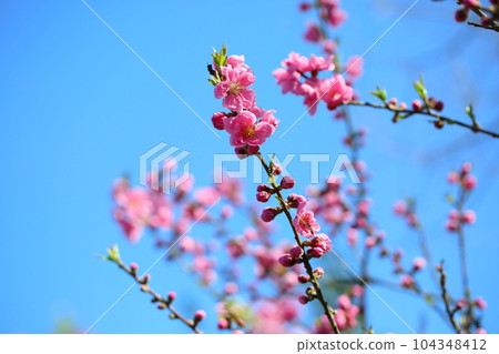 桃花　　 104348412