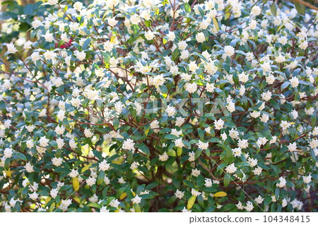達芙妮花 達芙妮花 104348415